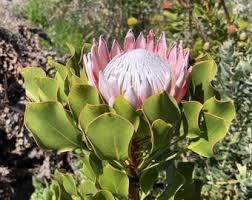 Image result for Protea enervis