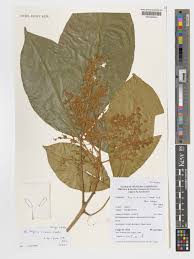 Image result for Toddaliopsis