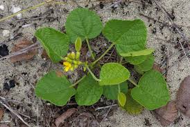 Image result for Rhynchosia micrantha