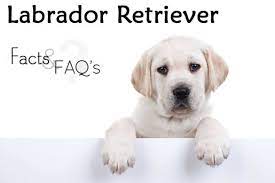 Enter your email below to receive special offers, exclusive discounts and many more! Labrador Retriever Facts And Faqs