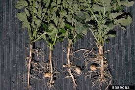 Image result for Solanum tuberosum