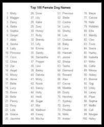 Black And White Names For Dogs Male What Is Worse Than Dealing With Fleas On Your Dog Dog Treats Ideas Dog Names Boy Dog Names Female Dog Names