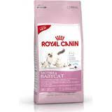 Omega fatty acids support bones and joints. Royal Canin Maine Coon Kitten 400 G Se Lagsta Pris Nu