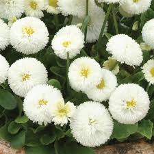 Image result for Bellis
