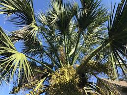 We did not find results for: Want To Grow Palm Trees These Choices Actually Tolerate Cold And Shade