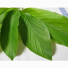 Daun Kunyit Turmeric Leaf