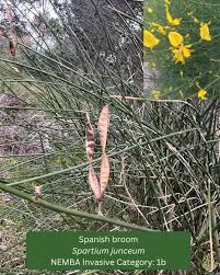 Image result for Nidorella ivifolia