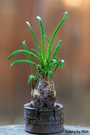 Image result for Ledebouria cordifolia