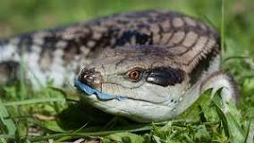 Image result
