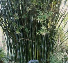Image result for Bambusa