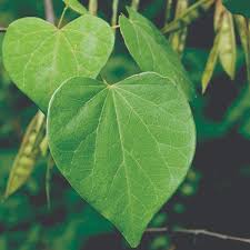 Image result for Cercestis congensis