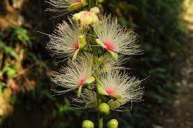 Image result for Lecythidaceae
