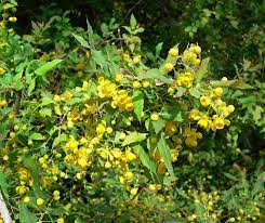 Berberis Nevinii Nevin Barberry California Native Plants Plants Native Plants