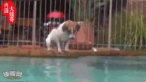 This Is How Aggressive A Jack Russell Can Be Jack Russell Jack Russell Terrier Cute Dogs