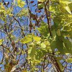 Image result for Combretum adenogonium