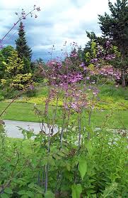 Home › thalictrum delavayi 'hewitt's double'. Plantfiles Pictures Thalictrum Species Chinese Meadow Rue Yunnan Meadow Rue Thalictrum Delavayi By Growin