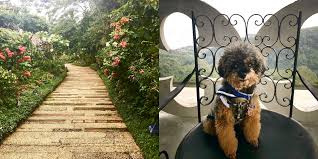 While we are working on your profile please feel free to contact us if you require any further information. Dog Friendly Bakery Near Me Off 61 Www Usushimd Com
