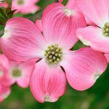 These blooms are especially remarkable against the dogwood's vibrant greenery and broad, upright growth habit. Pink Dogwood Trees For Sale Brighterblooms Com
