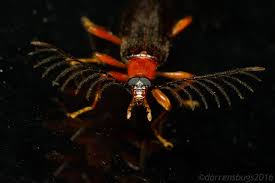 Image result for Indigofera dendroides