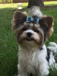 learn more about imperial babydoll biewers in arkansas see puppy pictures health information and reviews visit biewer yorkie yorkie puppy yorkshire puppies