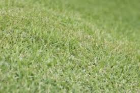 Bermuda grass (cynodon dactylon) is a popular choice for lawns in the hotter regions of the west for very good reasons. About Bermuda Grass South Austin Irrigation Repair Austin Dripping Springs Buda Wimberley Tx