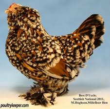 We did not find results for: 120 Belgien D Uccle Bantans Ideas Uccle Chickens Chicken Breeds