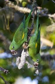 These are rowdy and noisy when spotted as a group, but individually, this bird will prefer to stay quiet. Pin On Beautiful Birds