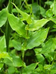 Image result for Arthraxon hispidus