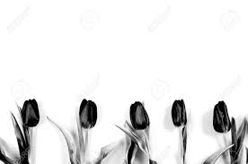 July through august is the best time to buy any type of. Black Tulips Are Lined Up In A Row On White Paper Background Stock Photo Picture And Royalty Free Image Image 164871998