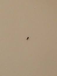 This Week S Bug Of The Week Is The Teeny Tiny Rover Ant They Rarely Grow To Be More Than 1 12 Of An Inch Lo Pest Control Pest Control Services Insect Control