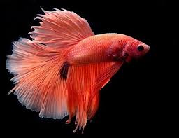 .displays, betta fish, more accurately called siamese fighting fish, are a common household pet. Siamese Fighting Fish Life Expectancy