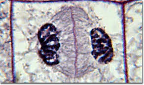Mitosis produces two daughter cells that have the same number of chromosomes as the mother cell. Molecular Expressions Photo Gallery Mitosis