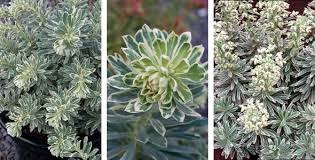 Maybe you would like to learn more about one of these? Plants Management Australia Euphorbia Silver Swan Wilcott Plants Euphorbia Garden Images