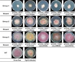 Image result for Fuirena abnormalis