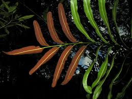 Image result for Acrostichum aureum