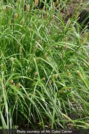 Image result for Carex johnstonii
