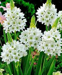 Image result for Ornithogalum