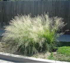 Image result for Eragrostis acraea