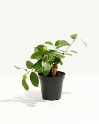 Image result for Ficus demeusei