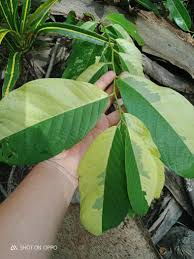 Image result for Bridelia ripicola