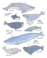 Whales Illustrated Chart Kids Room Art Print