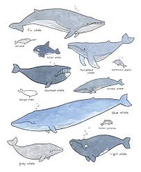 whales illustrated chart kids room art print