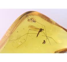 Image result for Trichoneura