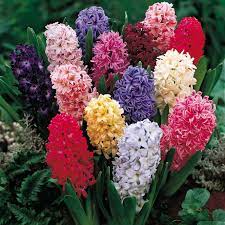 Hyacinth And Muscari Bulbous Plants Bulb Flowers Hyacinth Plant
