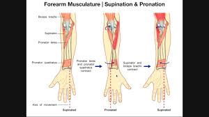 The radioulnar joints are two locations in which the radius and ulna articulate in the forearm distal radioulnar joint and aptis design by w. Movements Muscles Of Radioulnar Joint Youtube