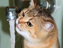 For Pet S Urinary Health Water Is The Best Preventive And Cure