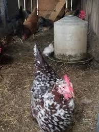 Check spelling or type a new query. The Sussex Chicken The Ultimate Guide Mranimal Farm