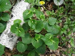 Image result for Mirabilis