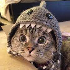 Pin By Gabriella Cindy On Crochet It Crochet It Now Cute Animals Cute Cats Funny Animal Pictures