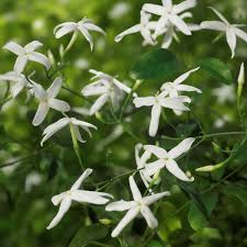 Image result for Jasminum